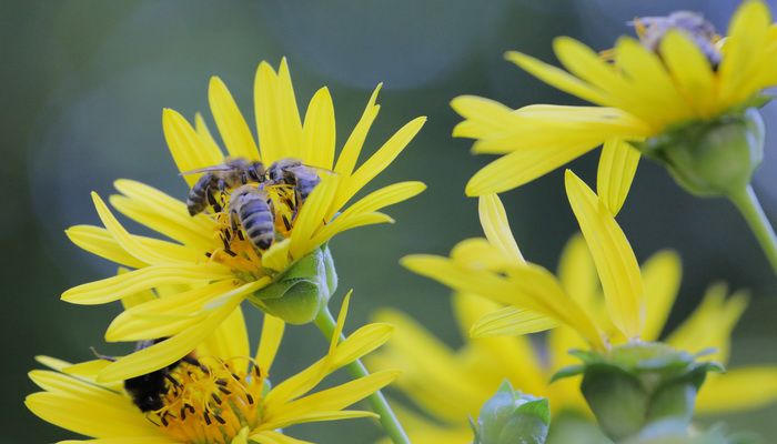 Bienenweide - Wir decken den Tisch für Bienen und andere Insekten