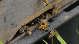Bienenkrankheiten und Schäden – Diagnosehilfe am Bienenvolk